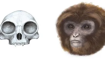Extraordinario hallazgo: un nuevo ancestro humano permite completar la cadena evolutiva