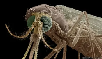 Avance en investigación inmunidad de parásito de la malaria