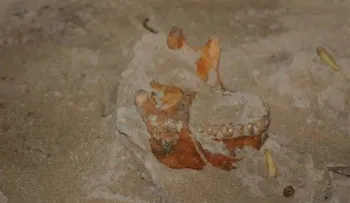 Logran el primer genoma íntegro de un habitante primitivo del Caribe