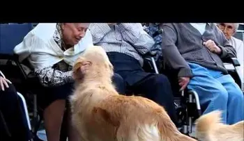 Terapias con perros para personas con Alzheimer (VIDEO)