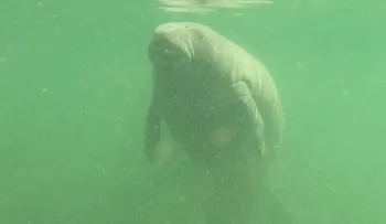 En lo que va de año, murieron en Florida más manatíes que en todo 2017