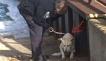 El perro cayó al lago helado. Lo que ocurrió después parece un cuentoâ?¦