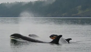 Una orca golpea a una foca con su cola y la lanza por los aires