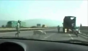 El cerdo que se escapa de policía (VIDEO)