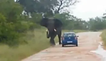 Un elefante embistió un auto e hirió a una turista
