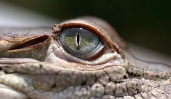 Honduras: 11.000 cocodrilos están muriendo de hambre debido a sanciones de EE.UU.