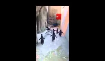 Game over: La fallida fuga de pingüinos de zoo