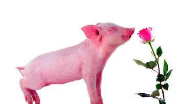 Países con tradiciones curiosas para celebrar San Valentín