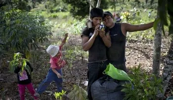Perú desciende al segundo lugar mundial en cultivo de coca 