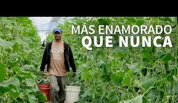 Los invernaderos de Constanza se multiplican