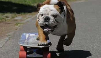 Tillman, el bulldog inglés que paseaba en patineta, muere a los 10 años