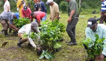 Instituto Agrario inicia siembra de un millón de plántulas de café en San Cristóbal