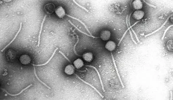 La terapia con bacteriófagos podría "jubilar" a los antibióticos