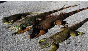 Iguanas descongeladas atacan a residentes en Florida