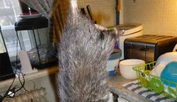 Video: Una rata gigante aterroriza Suecia