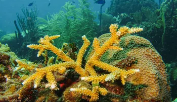 RD participará en investigación de aguas profundas en Beata