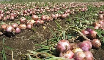 La cebolla, el café y habichuelas blancas suben de precio