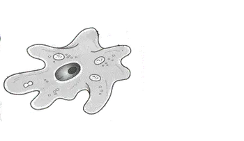 Ameba que se come el cerebro