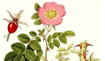 Rosa de Mosqueta para mejorar la circulación y combatir infecciones; regenerar la piel y el cabello