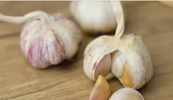 Cinco claves para cultivar ajos con éxito en casa