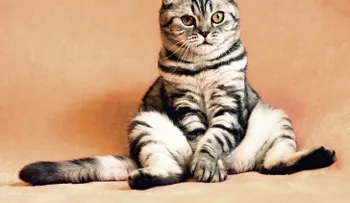 Si tu gato maúlla de forma profunda, no dudes en llevarlo a la clínica veterinaria