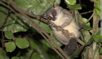 Descubren una nueva especie de primate -y ya está en peligro-