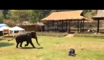 Un elefante salva a su cuidador cuando está en "peligro"