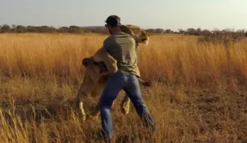 Video: hombre vive entre leones salvajes como si fueran mascotas