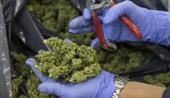 Aumenta en un 133% el número de niños por intoxicación con marihuana