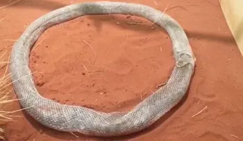 ¿Se está comiendo a sí misma esta serpiente?