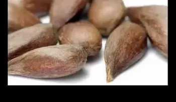 La semilla de manzana cura el cáncer mejor que la quimio (VIDEO)