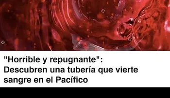 "Horrible y repugnante": Descubren una tubería que vierte sangre en el Pacífico 