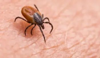 La babesiosis, transmitida por garrapatas, va en aumento en EEUU