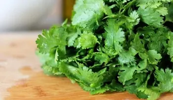 8 beneficios que no sabías del cilantro