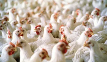 Baja venta de pollo y venderos pegan el grito; Salud Pública: virus no afecta a personas