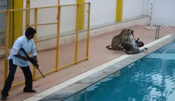 Se escapa el leopardo que mutiló a tres personas en una escuela en India