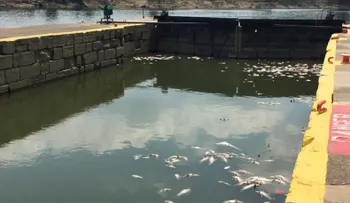 Miles de peces mueren "borrachos" por derrame de 5 mil barriles de whiskey en río Kentucky