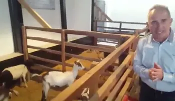 Cabras en viviendas urbanas: la última apuesta del gobierno de Venezuela contra la escasez