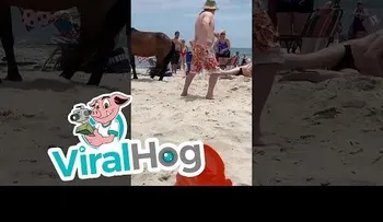 Un turista aprende de mala manera a no tocar los caballos salvajes