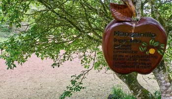 El árbol de la muerte, el más peligroso del mundo