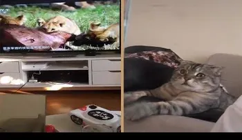 Un gato se mete en terror al ver una leonas devorando su presa