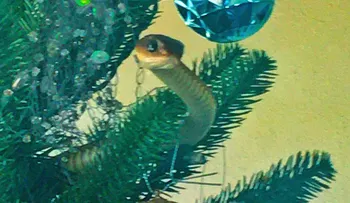 Un árbol de Navidad en Sudáfrica esconde una culebra mortal