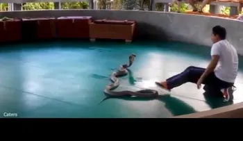 Una cobra escapa de su domador en un espectáculo con turistas