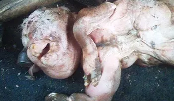 Nace otro bebé con rasgo de hombre lobo 