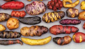 Las papas de colores de Perú pueden prevenir el cáncer y la desnutrición, determinan investigaciones