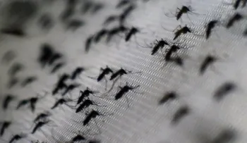 Lo que Brasil le puede enseñar a Estados Unidos sobre el zika