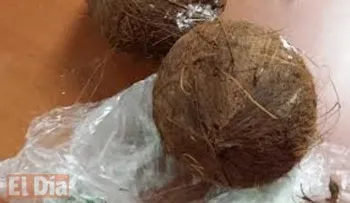 DNCD decomisa 4 kilos droga dentro de dos cocos 