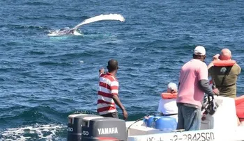 En 2015 más de 45 mil turistas observaron ballenas jorobadas en Samaná