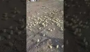 Miles de pollitos recién nacidos de huevos desechados invaden una ciudad georgiana