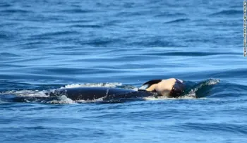 Una mamá orca arrastró a su bebé muerto por días a través del océano en señal de luto